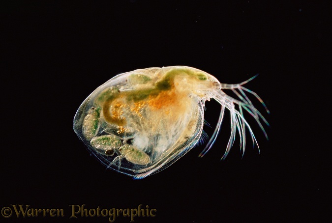 Water Flea (Daphnia magna) female with young inside carapace.  Worldwide