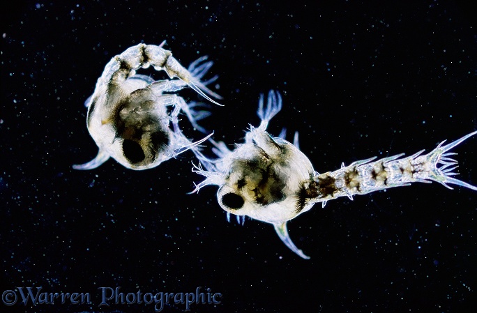 Shore Crab (Carcinus maenas) early planktonic larvae.  Atlantic