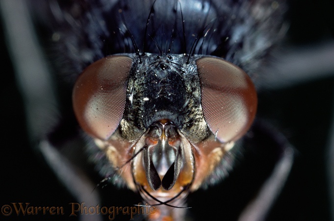 Bluebottle or Blowfly (Calliphora vomitoria) female, portrait.  Worldwide