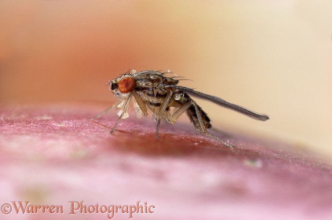 Fruit Fly (Drosophila species) on the surface of a plum.  Worldwide