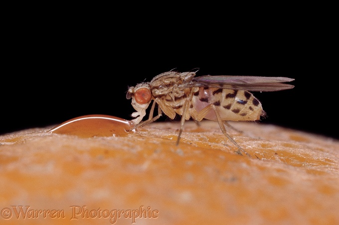 Fruit Fly (Drosophila species) feeding on the juice of a peach.  Worldwide
