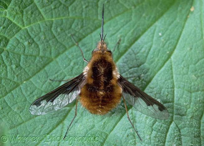 Bee Fly (Bombylius major).  Europe