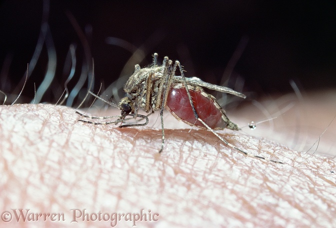 Mosquito (Theobaldia annulata) female sucking blood from human arm.  Europe