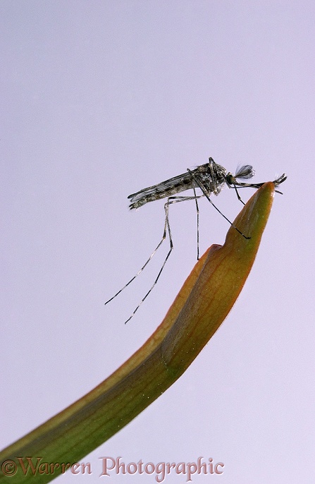 Mosquito (Theobaldia annulata) male.  Europe