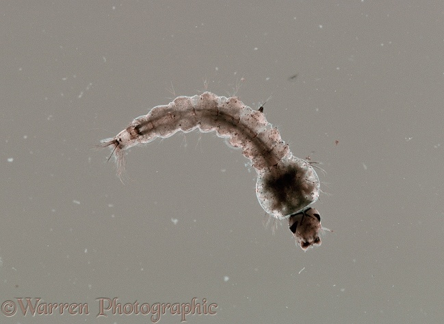 Mosquito (Anopheles species) larva.  Europe, Africa