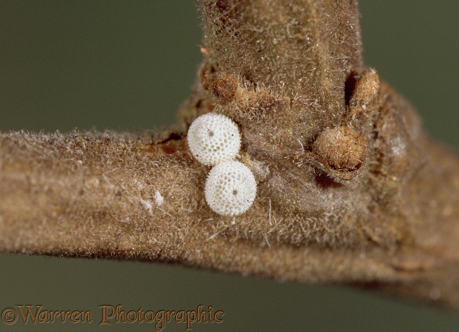 Brown Hairstreak Butterfly (Thecla betulae) eggs on Blackthorn twig.  Europe