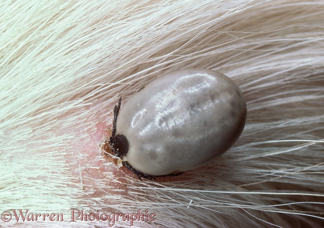 Sheep Tick (Ixodes ricinus) mature female attached to dog.  Worldwide