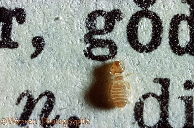 Book Louse (Trogium pulsatorium) walking over a printed page.  Worldwide