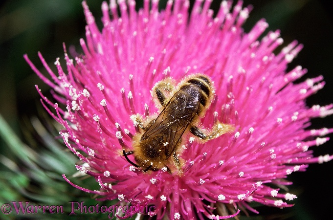 Hairy-legged Mining Bee (Dasypoda hirtipes) male feeding on Spear Thistle (Cirsium vulgare).  Europe