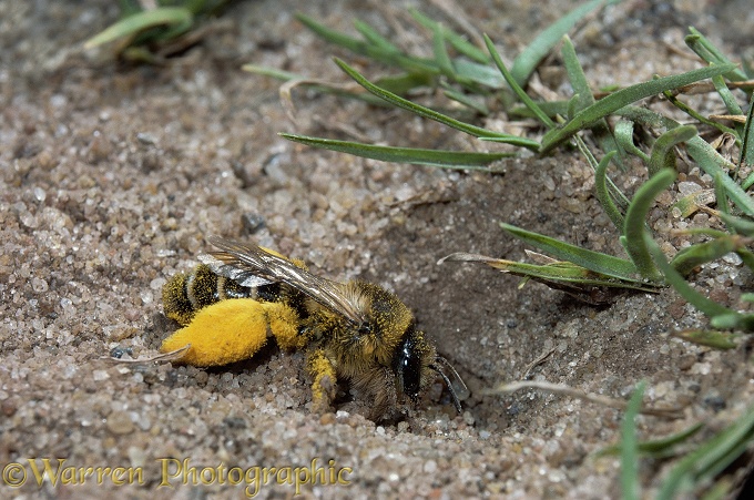 Hairy-legged Mining Bee (Dasypoda hirtipes) female excavating entrance to burrow.  Europe
