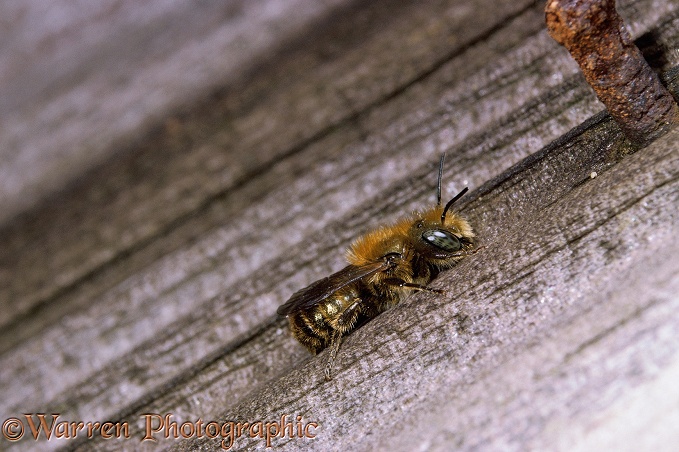 Mason bee (unidentified) male showing enlarged eye