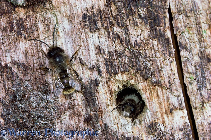 Red Mason Bee (Osmia rufa) males.  Europe