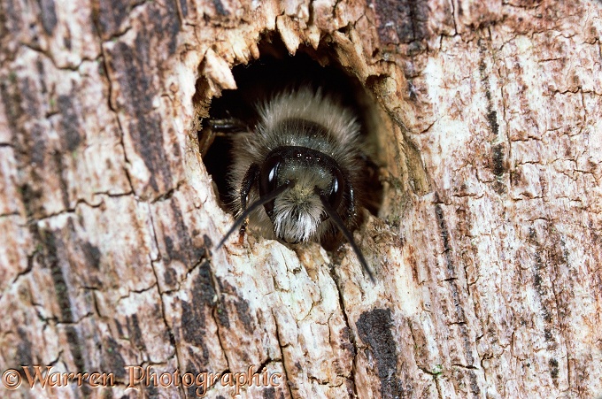 Red Mason Bee (Osmia rufa) male looking out from nest hole in rotten tree.  Europe