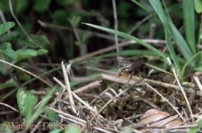 Mason Bee (Osmia bicolor) female carrying a piece of dead grass to cover the snail shell in which she has constructed her nest.  Europe