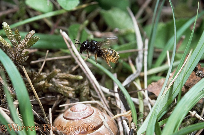 Mason Bee (Osmia bicolor) flying to her nest in a snail shell.  Europe