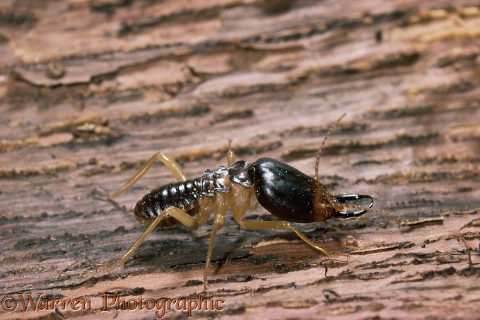 Termite (unidentified) soldier.  South east Asia