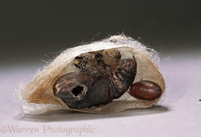 Emperor Moth (Saturnia pavonia) cocoon sectioned to show larval skin, pupa with exit hole and parasitic fly pupal case.  Europe