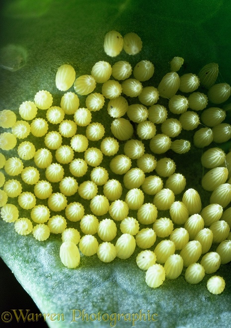 Large White Butterfly (Pieris brassicae) egg clutch on cabbage