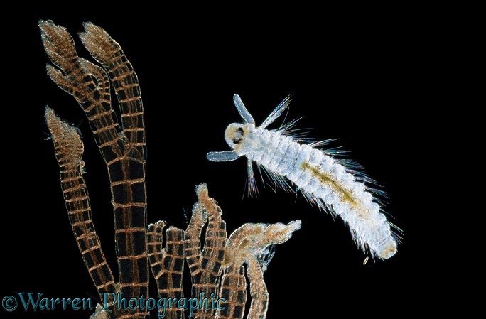 Free-swimming marine bristle worm (Polychaeta).  North Atlantic