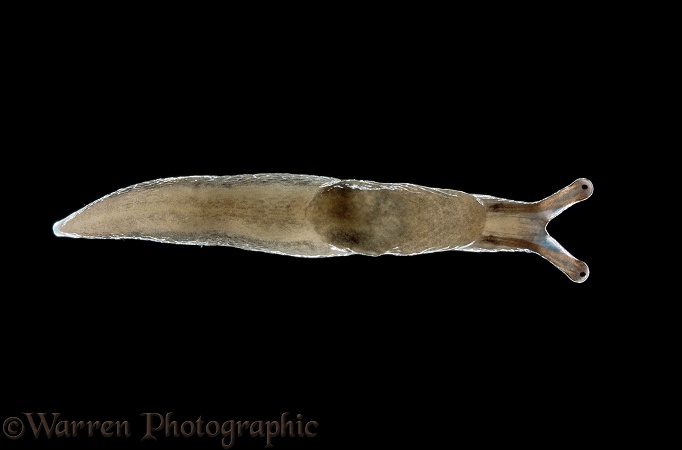 Great Grey Slug (Limax maximus) hatchling.  Europe