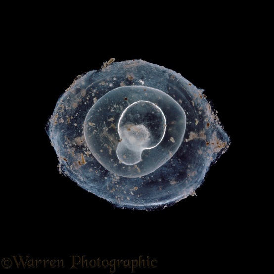 Great Grey Slug (Limax maximus) egg development series No 5 of 8.  Europe