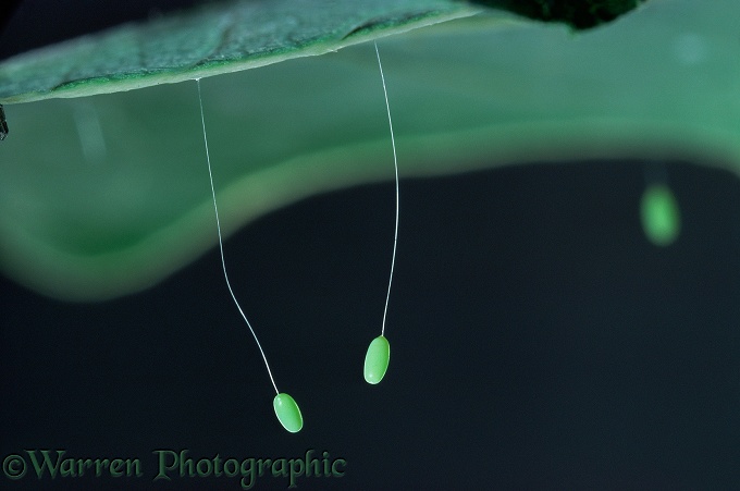 Green Lacewing (Chrysoperla carnea) stalked eggs on underside of leaf.  Europe
