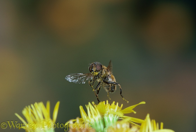 Hoverfly (Eristalis arbustorum) male taking off from ragwort.  Europe