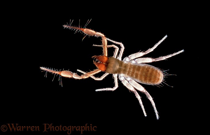 False Scorpion (Chelifer cancroides)
