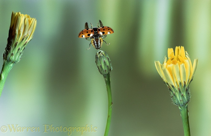 Eyed Ladybird (Anatis ocellata) taking off from a hawkweed bud.  Europe
