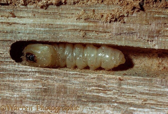 Wasp Beetle (Clytus arietus) larva in dead wood.  Europe