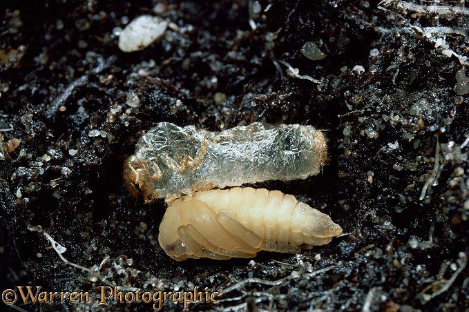 Garden Chafer (Phyllopertha horticola) pupa and larval skin.  Europe