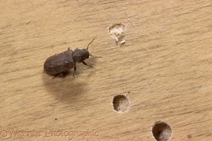 Furniture Beetle (Anobium punctatum).  Worldwide