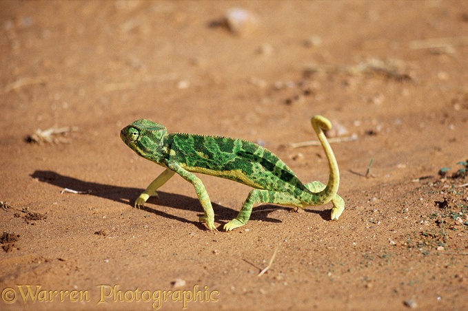 Graceful Chameleon (Chamaeleo gracilis).  Africa