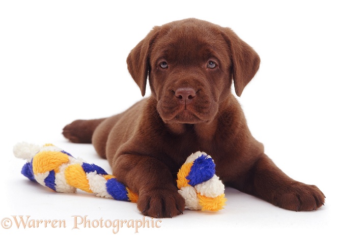 Chocolate Labrador Retriever pup, 6 weeks old, white background