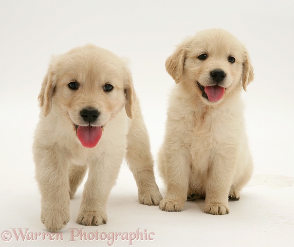 Two Golden Retriever pups, white background