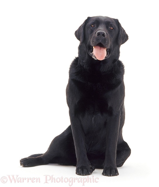 Black Labrador dog, white background