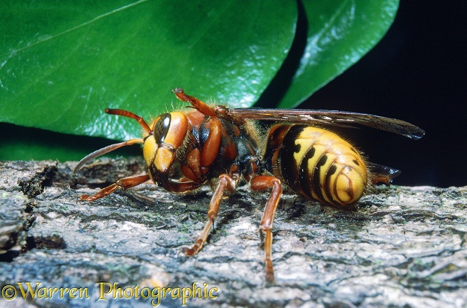 Hornet (Vespa crabro) queen, too cold to fly, adopts defensive posture
