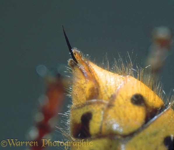 Hornet (Vespa crabro) worker sting