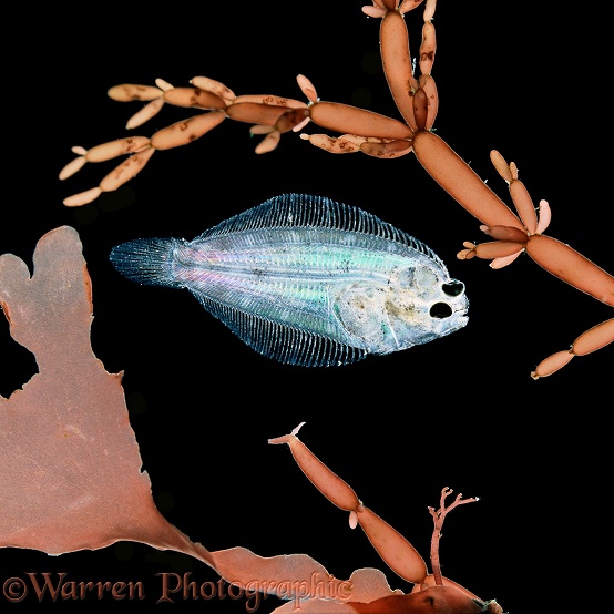 Young Plaice (Pleuronectes platessa) soon after hatching from pelagic larval form