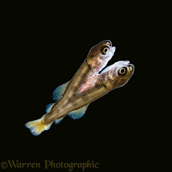 Rainbow Trout (Salmo gairdneri) 'Siamese twins' joined at the tail, just after hatching.  North America introduced elsewhere