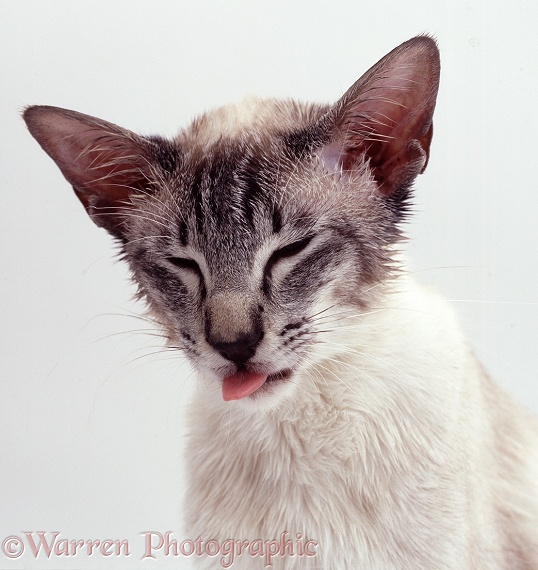 Siamese x Ragdoll cat Curly after the administration of ear drops to combat ear mites, white background