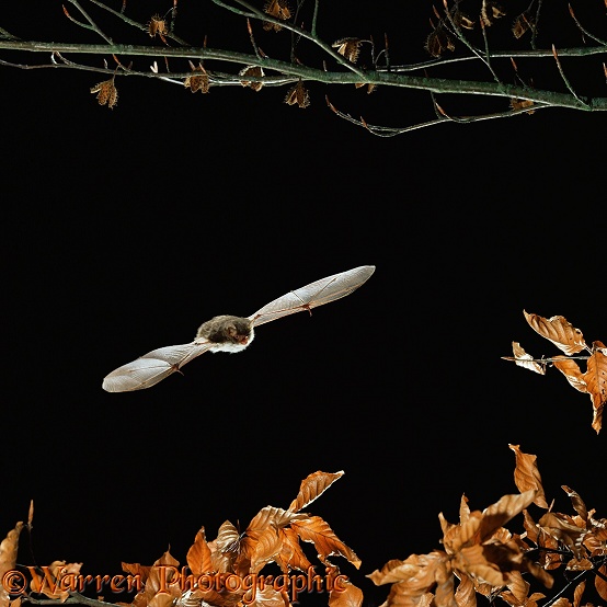 Natterer's Bat (Myotis nattereri) flying among beech leaves.  Europe