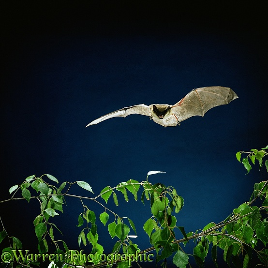 Serotine Bat (Eptesicus serotinus) flying over birch.  Europe