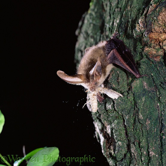 Long-eared Bat (Plecotus auritus) eating a moth.  Europe