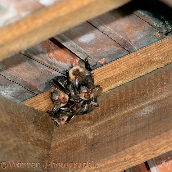 Long-eared Bats (Plecotus auritus) roosting under a tiled roof.  Europe