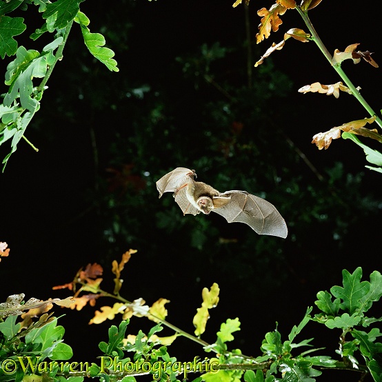 Long-eared Bat (Plecotus auritus) in flight.  Europe