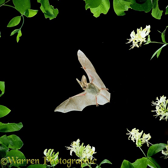 Long-eared Bat (Plecotus auritus) flying among honeysuckle.  Europe