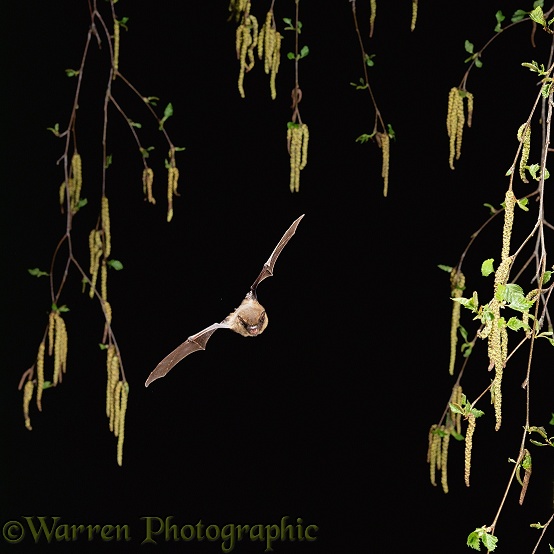 Pipistrelle Bat (Pipistrellus pipistrellus) in flight among birch catkins.  Europe & Asia