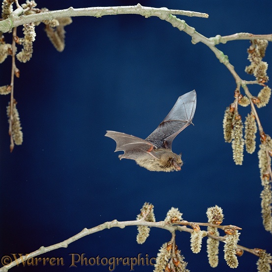 Pipistrelle Bat (Pipistrellus pipistrellus) in flight among poplar catkins.  Europe & Asia