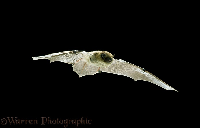 Serotine Bat (Eptesicus serotinus).  Europe